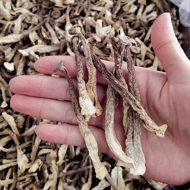 Premuim Deep Mountain Edible Fungi Dried Velvet Mushroom Antler Mushroom 250g