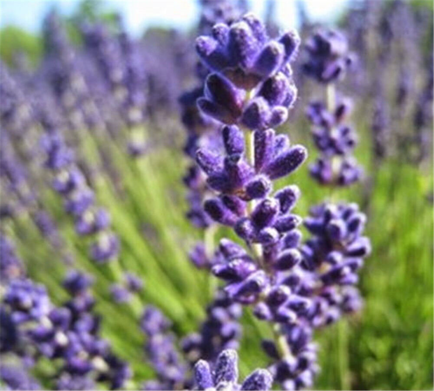 Lavender Tea Dried Flowers Premium Tea Organic Herbal Beauty Bulk Tea 50g