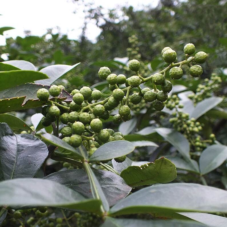 Chinese Sichuan Flower Pepper Szechuan Peppercorns Powder, Ma Jiao Powder, 麻椒粉 Secondary image