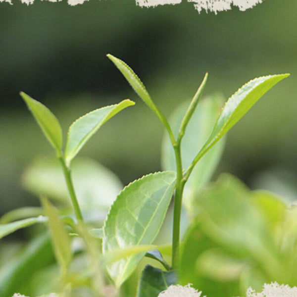Organic Square White Tea Slimming Health Care 500g High Quality Fuding White Tea