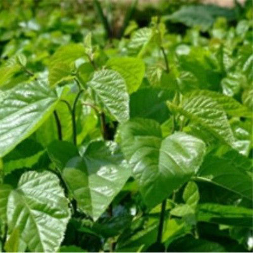 50g Mulberry Leaf Tea Natural Dried Loose Leaves Health Care Chinese Herbal Tea