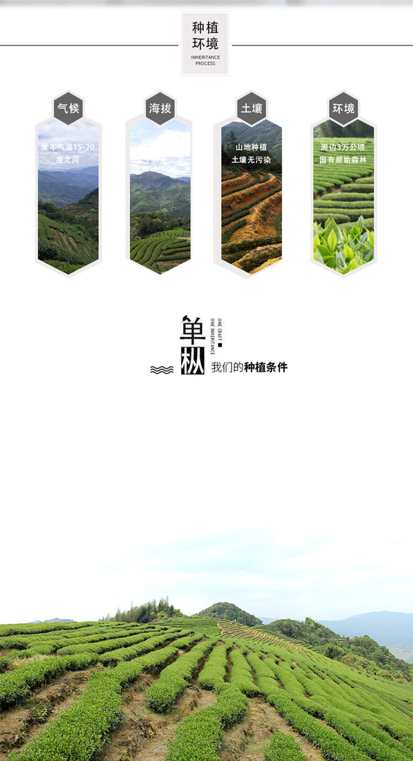 Phoenix Dan Cong High Mountain Honey Orchid Fragrance Oolong Tea
