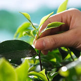 Premium Loose Leaf organic Oolong Tea Taiwan Organically Grown Jin Xuan 250g