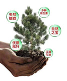 Natural Antioxidant Supplement Superior Pine Needle Oil Soft Capsules