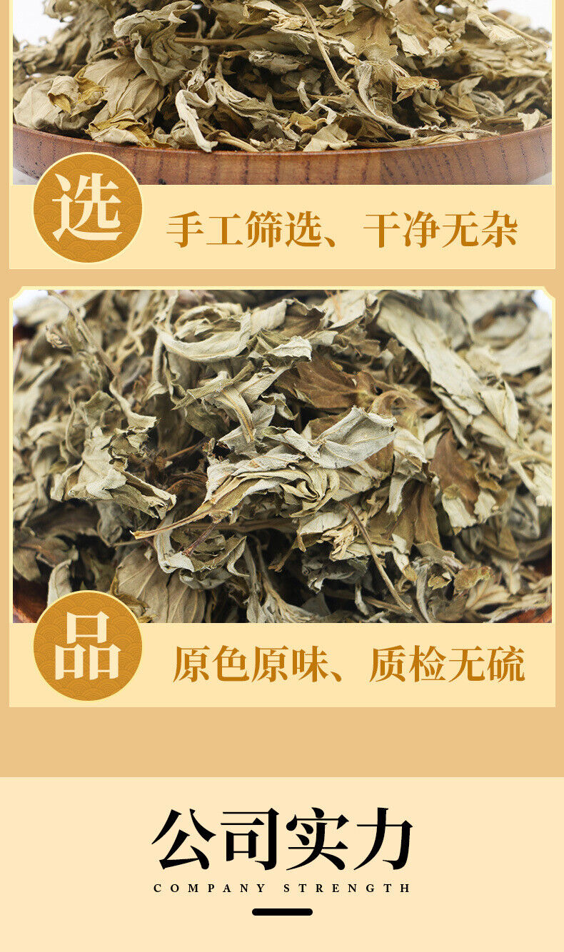 Big Mugwort Leaf Mugwort Leaf Fresh Mugwort Leaf Produce Mugwort Herb 500g/1.1lb