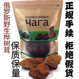 Wilder Chaga-Pilz-Extrakt Kontrolle des hohen Blutzuckerspiegels Birkenpilz-Tee