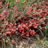 250g Longsha Humble Phase Chinese Characteristics Salt Products