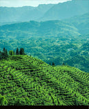 Tieguanyin Oolong Tea Boxed Strong Aroma Independent Small Bubble Tea 250g