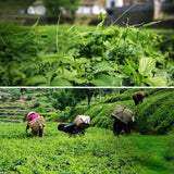 250g Jiaogulan Herbal Tea Five Leaves Gynostemma Pentaphyllum Organic Herbs Tea