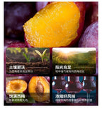 Epsom Prune Fiber Fruit Drink Bottle Epsom Prune 500ml/bottle