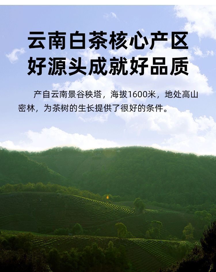 White Hair Silver Needle Premium White Tea Moonlight White Tea Ancient Trees125g