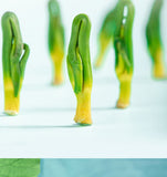 Lotus Seed Heart Selected Lotus Plumule Gesundheitstee Kräutertee 100g