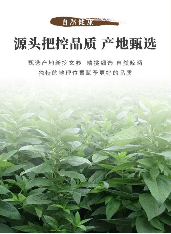 Premium Scrophularia Root Direct Source Bulk Supply High Quality Affordable