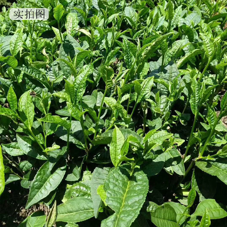 Bi Luo Chun Green Tea New Pre-Rain Spring Tea Chestnut Aroma 150g Bag