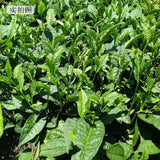 Bi Luo Chun Green Tea New Pre-Rain Spring Tea Chestnut Aroma 150g Bag