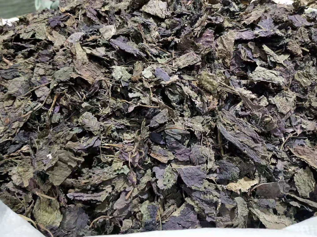 Perilla Leaf Herbal Medicine Perilla Leaf Perilla Leaf Perilla 500g/1.1lb