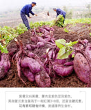 Crispy Sweet Potato Chips Fresh Baked Healthy Snack Natural Flavor 500g