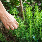 Hot Selling Dried Herbs Rosemary Herbal Tea Healthy Natural Dried Flower Tea