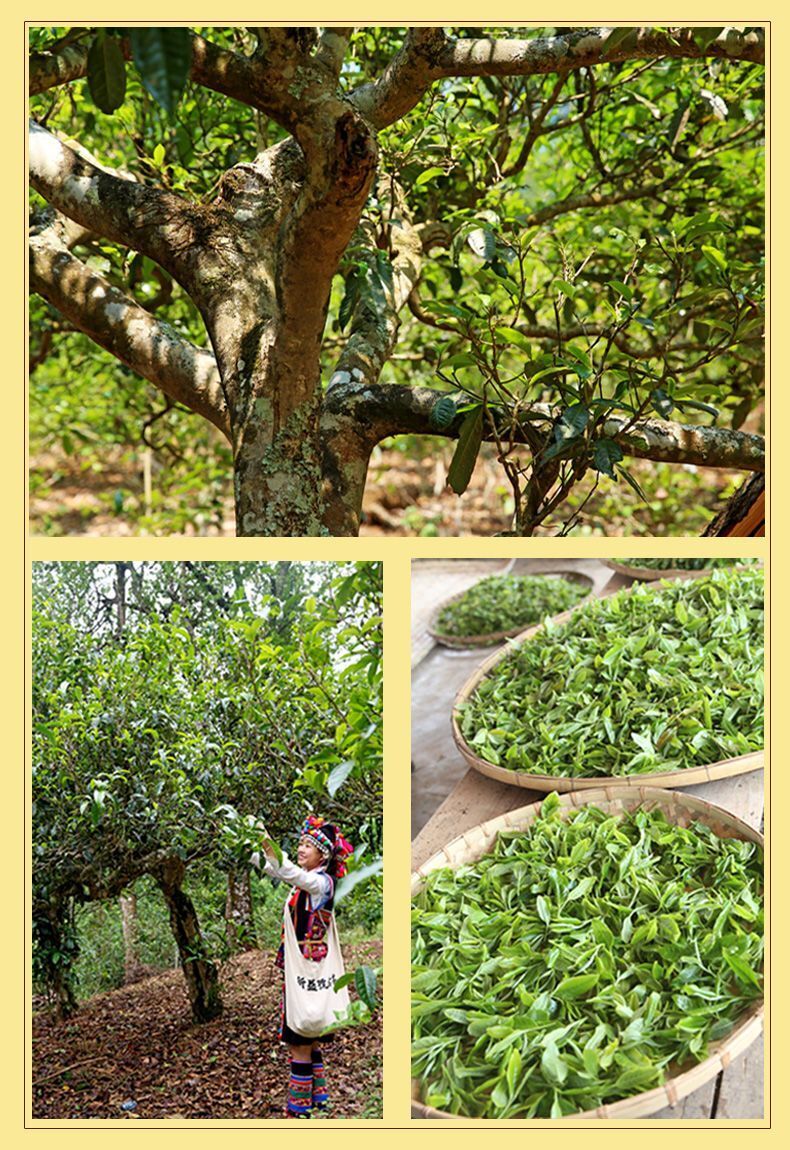 Big Tree Tea Brown Peacock Pu'er Tea Ripe Tea Cake Yunnan Qizi Cake Tea 357g