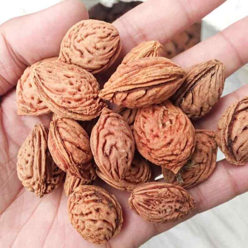 1.1 LB Peach Seeds Main image