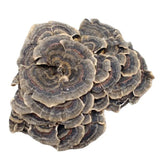 Raw Wholesale Organic Dried Turkey Tail Mushroom 500g
