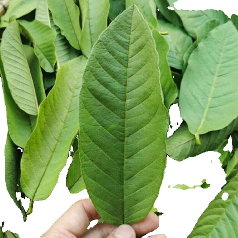 Guava leaf herbal tea for weight loss fat burner skin care 100% raw food Main image