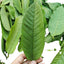 Guava leaf herbal tea for weight loss fat burner skin care 100% raw food