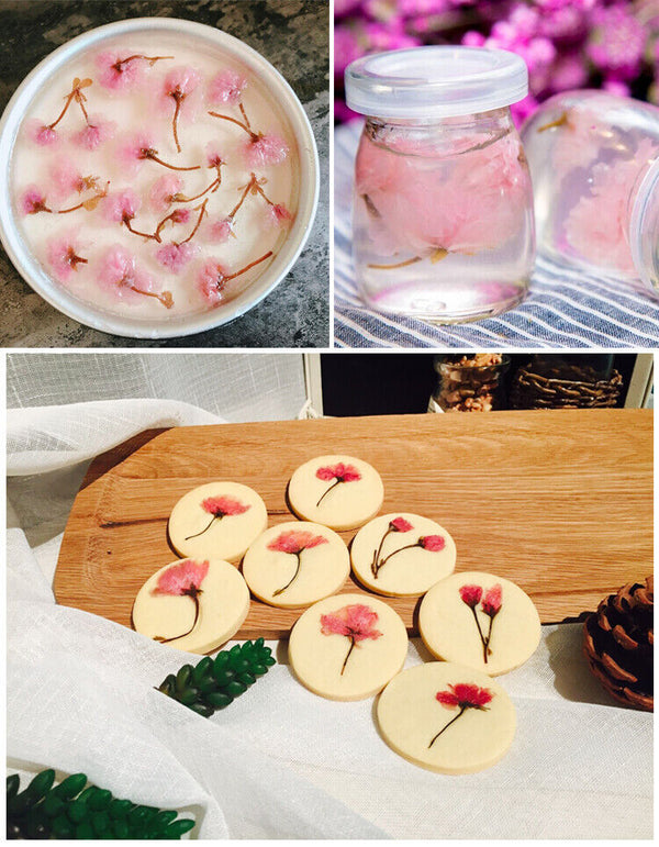 Japanese Salted Sakura Tea Pink Cherry Blossoms Traditional Preserved Flower Tea