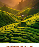 2024 Spring Harvest Premium Black Tea Keemun Red Spiral Tea