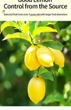 Freeze dried lemon slices Healthy Herb Tea Bag 100g/3.52oz