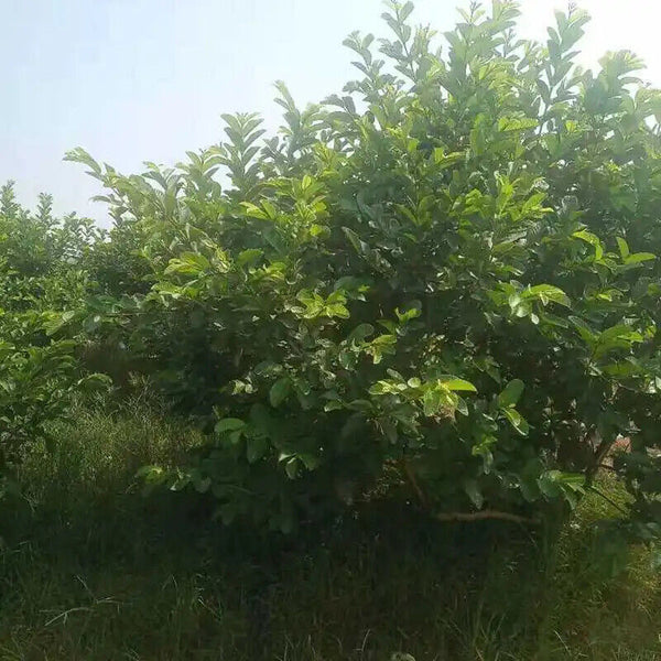 Fan Shi Liu Ye Bulk Tea Organic Chinese Fresh Dried Guava Loose Leaf Herbal Tea