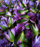 Beauty and Relaxation Lotus Flower Tea New Harvest Blue Lotus Dried Flowers