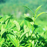 Taiwan Dongding Milk Oolong 250g High Mountain Green Herbal