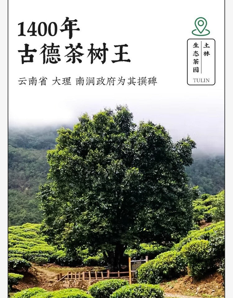 Tulin Phoenix Pu-erh Ripe Tea Yunnan Phoenix Tuocha 100g Aged Tree Wood Aroma