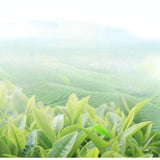 250g Ecology In Bulk Green Tea Huangshan Maofeng Tea China Green Tea Health Care