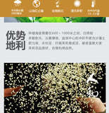 Strong Fragrance Jasmine Tea New Tea Loose Drifting Fragrance Herbal Tea 100g