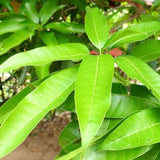 Enhances Immunity,Weight Loss ORGANIC Pure Mango Leaf Tea  Herbal Tea