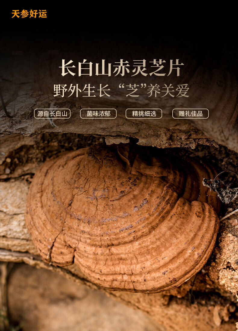 Ganoderma lucidum tablets in tea and soup Changbaishan wildlife infusion tea