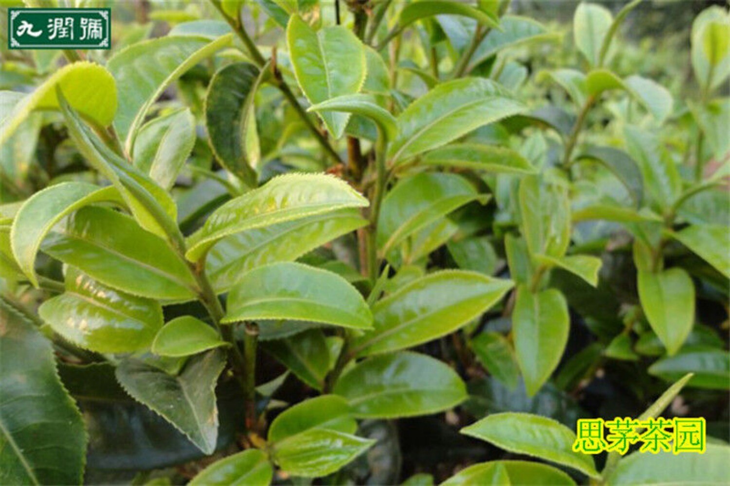 Chinese Biluochun Green Tea 100g Top Grade Healthy