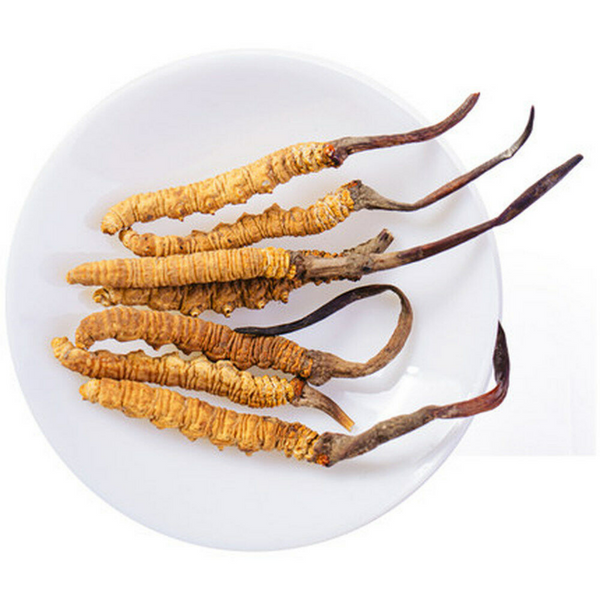 Premium Wild Cordyceps Sinensis  5g