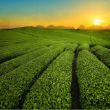 Natural China Organic Jasmine Green Tea - 250g Freshest and Healthy Flower Tea