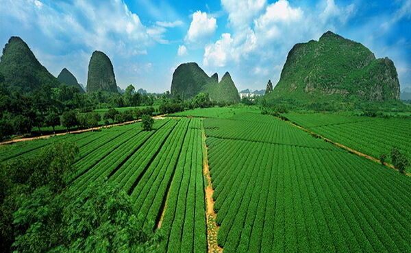 TiKuanYin Green Tea Anxi TieGuanYin Fragrant Type Traditional Chinese Oolong Tea