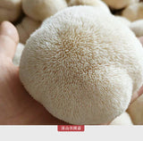 500g Free Shipping Non-smoked Lion's Mane Mushroom New Hericium Erinaceus