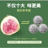 FD Freeze-dried Figs Dried Fruit Snacks, Bulk Ready-to-eat Fruit Crisps Canned