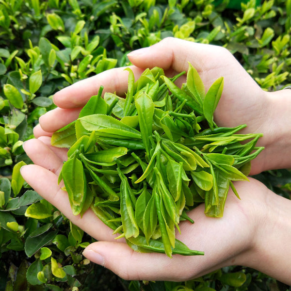 Alpine Yunwu Green Tea Wholesale Rizhao Fried Green Strong Tea 250g/8.8oz