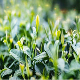 Honeysuckle Herbal Tea Wild Natural Premium Cooling Wellness Loose Leaf