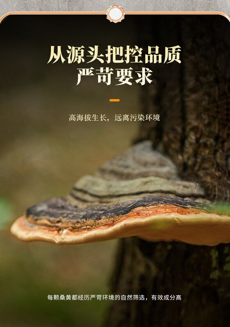 Natural Sanghuang Phellinus Linteus Health Tea Chinese Herbal Tea 50g