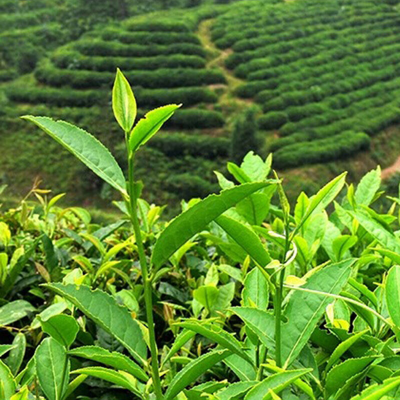 Organic Milk Oolong Tea Taiwan  Loose Jin Xuan Tea Milk 250g
