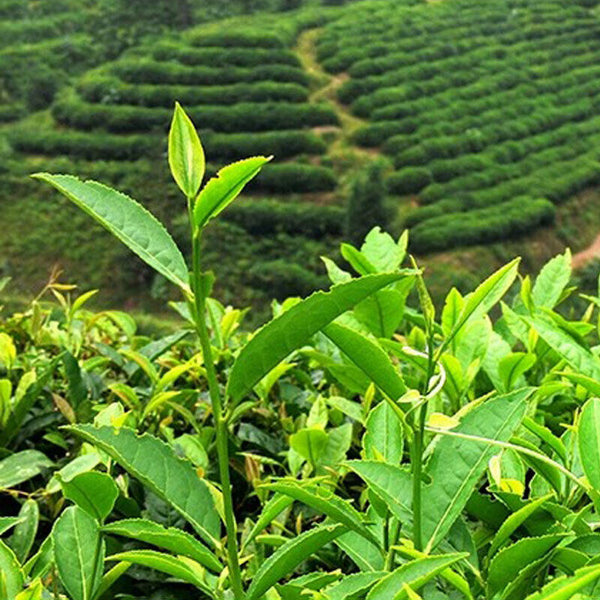 Organic Milk Oolong Tea Taiwan  Loose Jin Xuan Tea Milk 250g