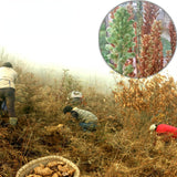 Herbal Tianma Organic Chinese Herbs Medicine Natural Gastrodia Elata Roots Slice